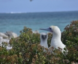 Two red-footed boobies at Johnston Atoll